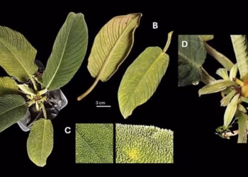 Spesies baru Homalomena dari Sumatera